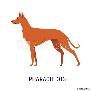 Pharaoh Hound