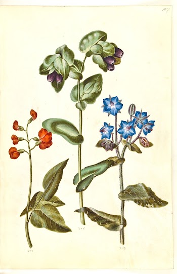 Phaseolus coccineus (boast bean);Cerinthe major | Free Photo - rawpixel