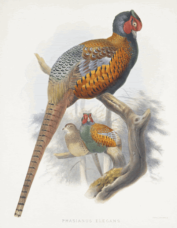 Phasianus Elegans (Elegant Pheasant) (1870&ndash;1872) | Free Photo - rawpixel
