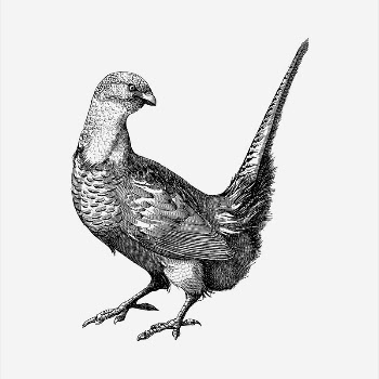 Pheasant bird  clipart, vintage | Free Vector - rawpixel