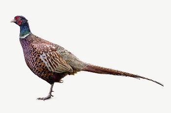 Pheasant bird collage element psd | Free PSD - rawpixel