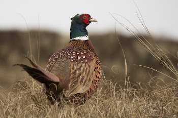 Pheasant bird in the countryside. | Free Photo - rawpixel