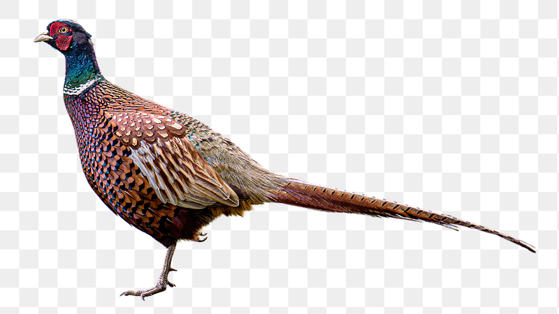 Pheasant bird png sticker, transparent | Free PNG - rawpixel