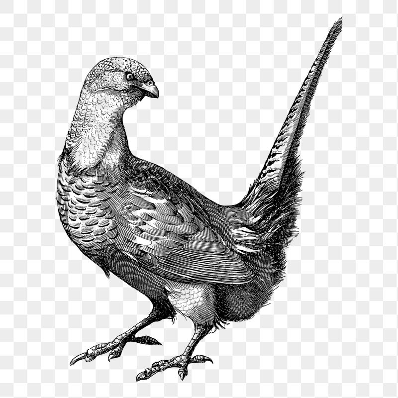 Pheasant bird png sticker, vintage | Free PNG - rawpixel