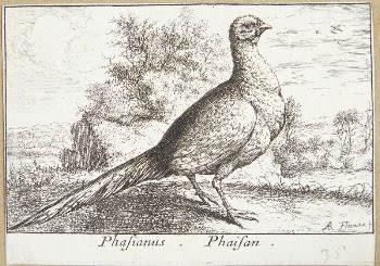 Pheasant (Phasianus) | Free Photo - rawpixel