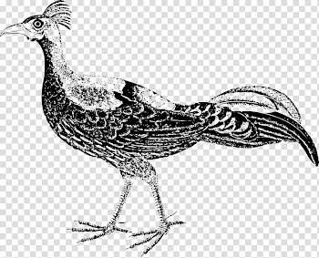 Pheasant , watercolor big mouth bird transparent background PNG clipart