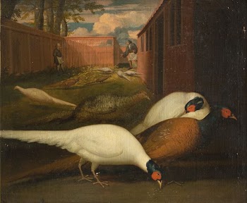 Pheasants in an enclosure | Free Photo - rawpixel