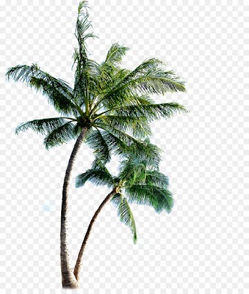 Phi Phi Islands Eleuthera Clip art - palm trees 