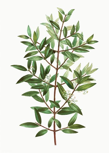 Phillyrea tree branch | Free stock vector - 567946
