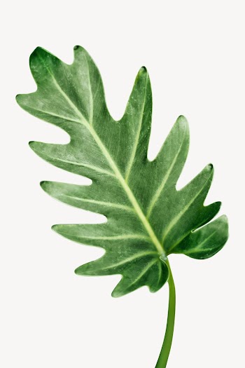 Philodendron leaf  image | Free Photo - rawpixel