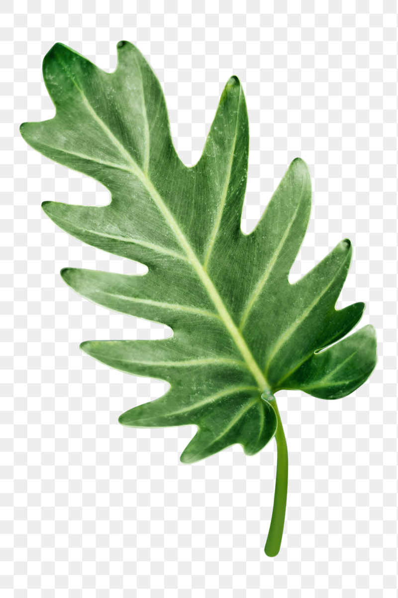 Philodendron leaf png, transparent background | Free PNG - rawpixel
