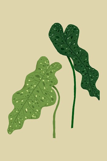 Philodendron leaf psd plant botanical… | Free stock illustration | High Resolution graphic