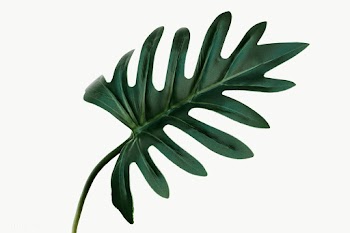 Philodendron xanadu leaf design element | Free  transparent png - 2347818