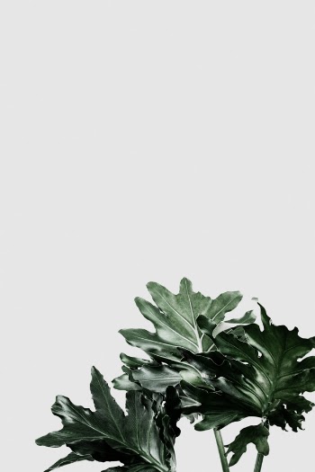 Philodendron xanadu leaf on gray background Free Psd