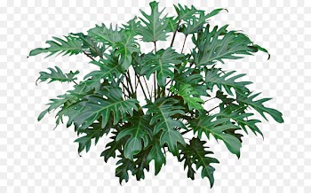 Philodendron xanadu Philodendron bipinnatifidum Houseplant Ornamental plant Syngonium - flower tropical 