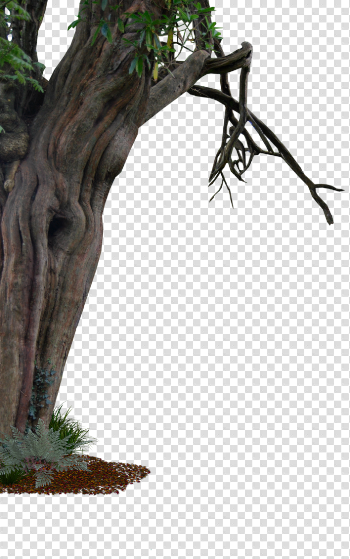 ปักพินโดย Phim ใน Background | Pinterest | Old trees Creepy และ ...