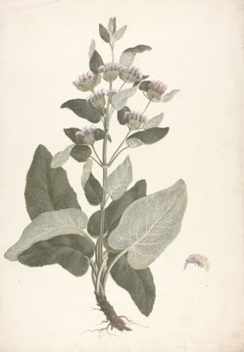 Phlomis herba-venti  L. : | Free Photo - rawpixel