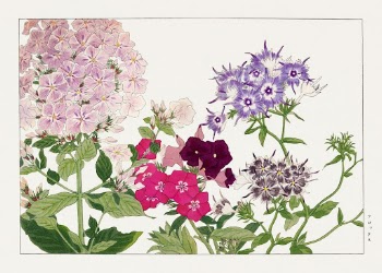 Phlox flower, Japanese woodblock art | Free Photo Illustration - rawpixel