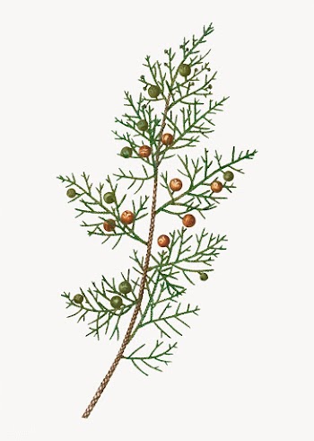 Phoenicean juniper bush | Free stock vector - 569085