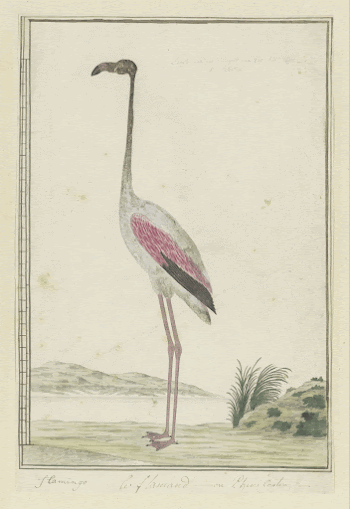 Phoenicopterus ruber roseus (Greater flamingo) | Free Photo - rawpixel