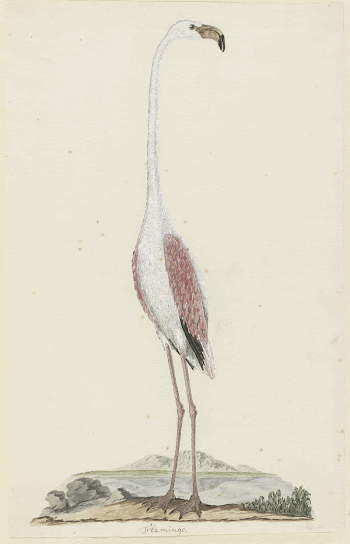Phoenicopterus ruber roseus (Greater flamingo) | Free Photo - rawpixel
