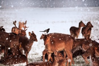 Phoenix Park