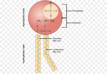 Phospholipid Cell membrane Lipid bilayer Biological membrane - ovarian cycle calendar 