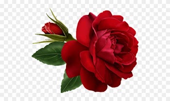 Photo - Animated Rose