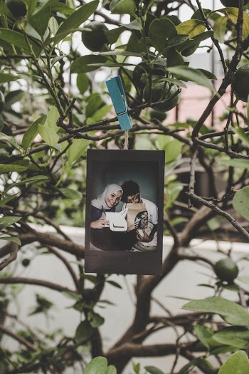 Photo Clipped on Tree