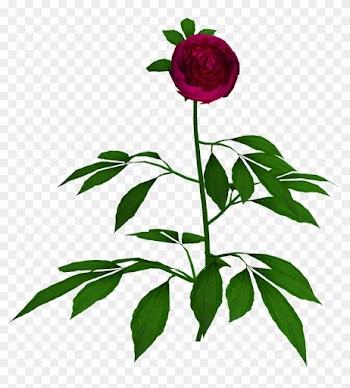 Photo Collage Using Pictures Of Yourfriends And Free - Hybrid Tea Rose