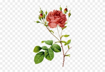 Photo From Album "цветы Винтаж" On - Les Roses 1817 By Redoute