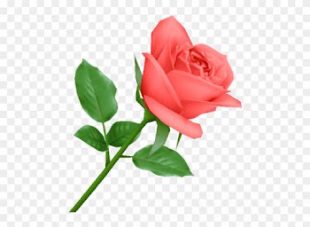 Photo - Garden Roses