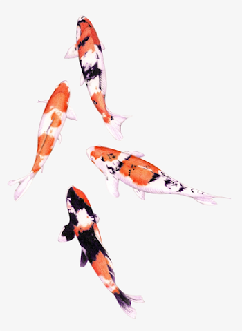Photo - Koi Fish Color Pencil Transparent PNG - 800x1068 - Free ...