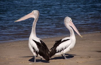 Photo of 2 Bird on Shoreline Near Body of Water during Daytime