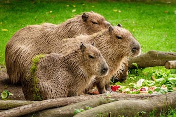 Photo of 3 Capybara Standing Near Wooden Branch and Grass