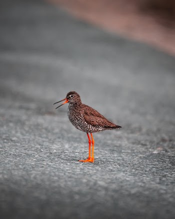 Photo Of A Bird