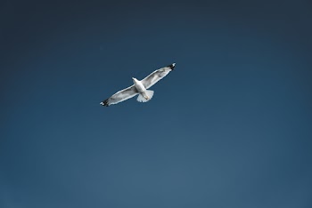 Photo Of a Bird
