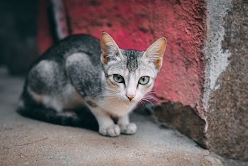 Photo of a Black and White Short Fur Cat