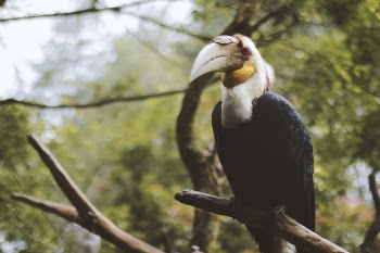 Photo of a Black and White Wreathed Hornbill Perched on a Branch.