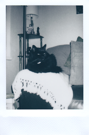 Photo of a Black Cat