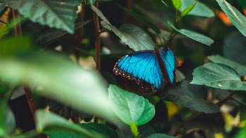 Photo Of A Blue Butterfly 