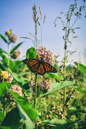 Photo of a Brown and Black Monarch Butterfly on a Flower