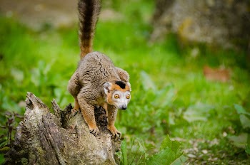 Photo of a Brown Short Coated Animal