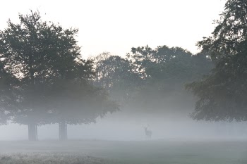 Photo of a Buck Beside Trees