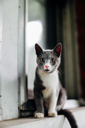 Photo of a Cat