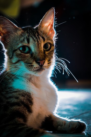 Photo Of A Cat