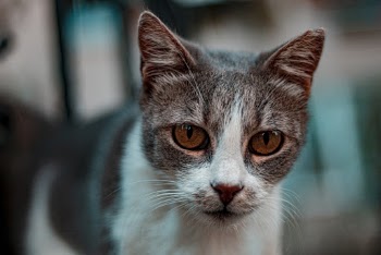 Photo Of A Cat