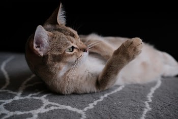 Photo Of A Cat