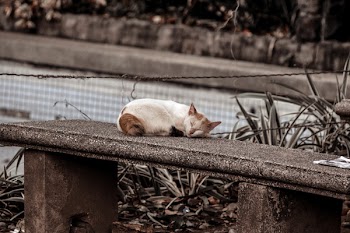 Photo of a Cat Sleeping on Gray Concrete Bench