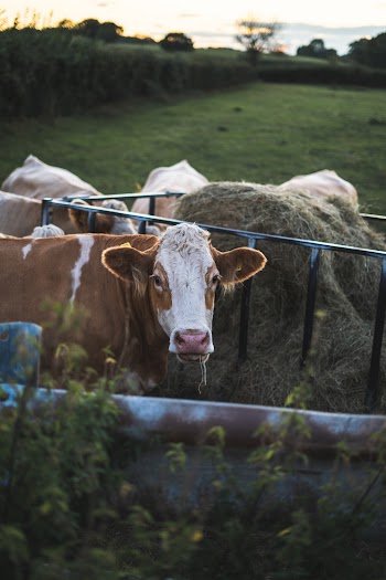 Photo of a Cattle